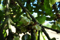 Garcinia talbotii